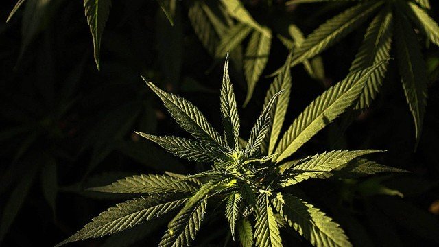 PÃ© de maconha